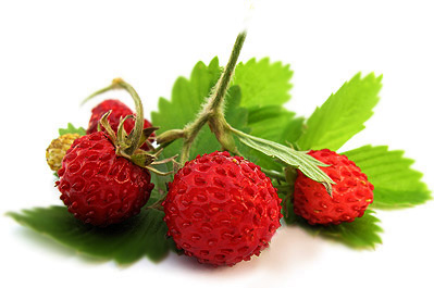 ������ ���������, ������, ����������������, ���������, ����������, �����������, �������